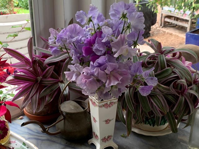 Sweet peas in a vase in front of some houseplants