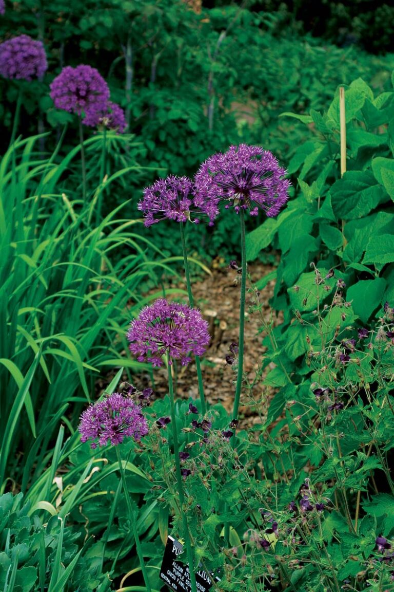 20 Great Perennials to Start From Seed FineGardening