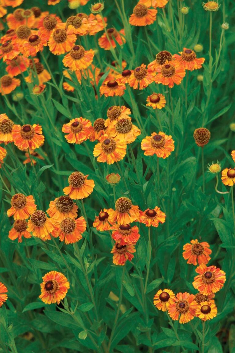 20 Great Perennials to Start From Seed FineGardening
