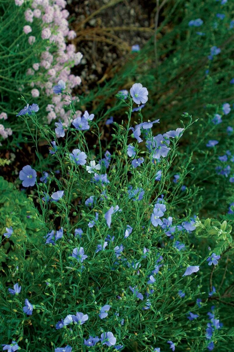 20 Great Perennials to Start From Seed FineGardening