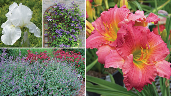 Reliably Reblooming Perennial Plants - FineGardening - Vimarsana News