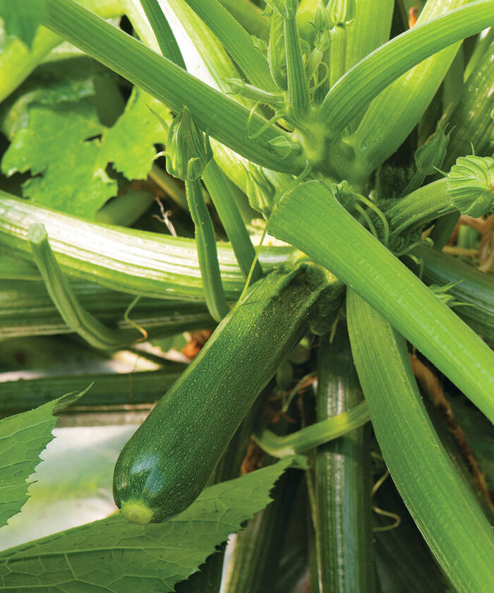 10 Tasty Zucchini Varieties for Your Vegetable Garden FineGardening