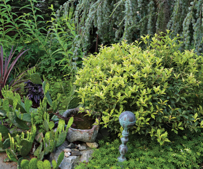 Plants with 4Season Interest FineGardening