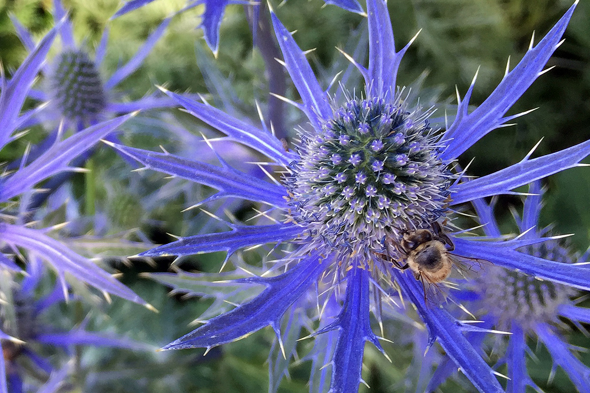 Sea holly