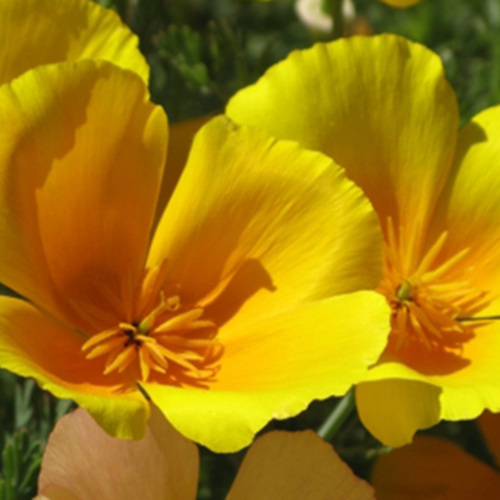 The Best Reseeding Annuals for the Northern Plains Fine Gardening