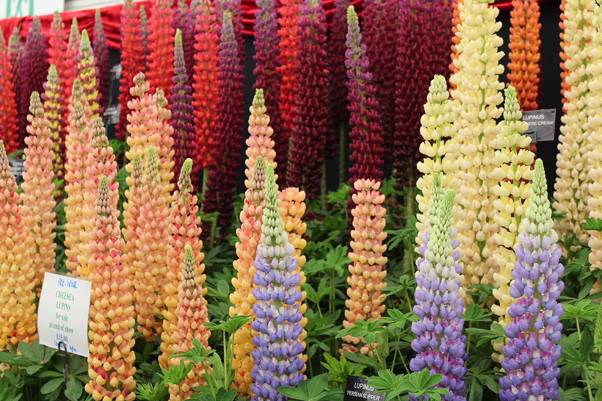 lupines in lots of colors