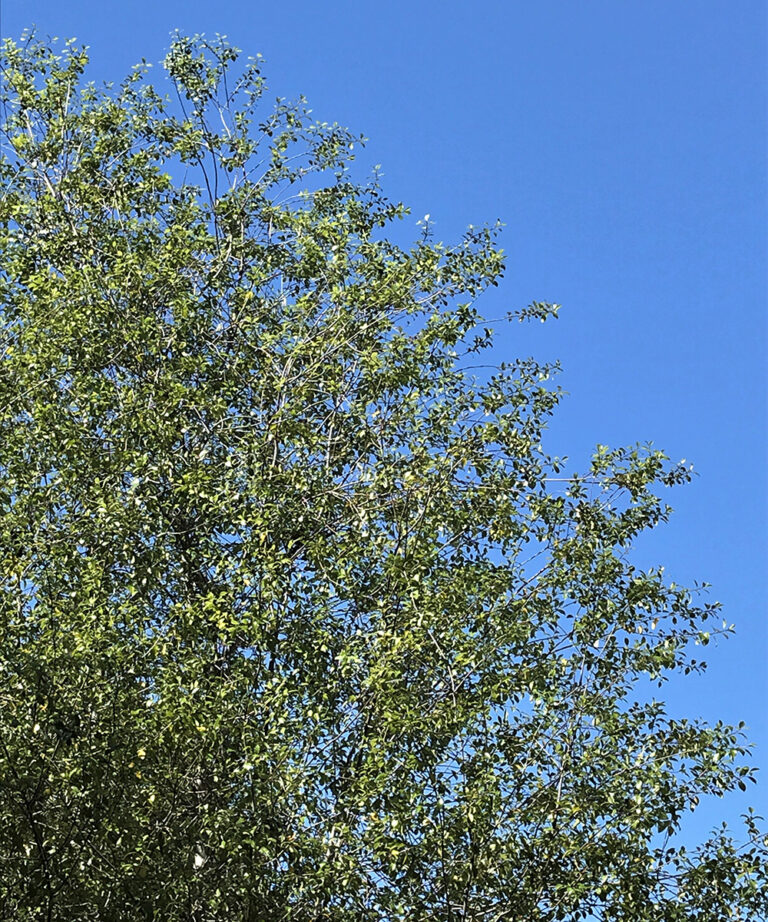 WindTolerant Plants for Northern California FineGardening