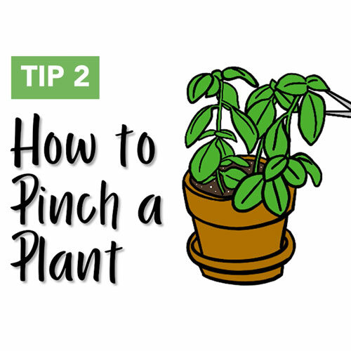 pinching plants FineGardening