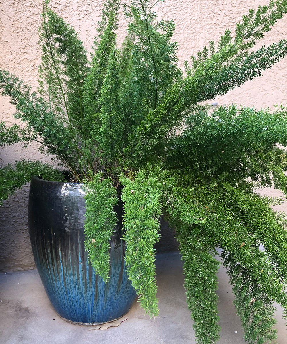 Asparagus fern in a container