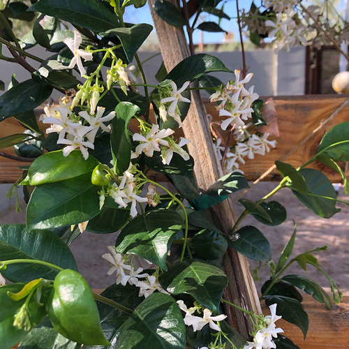 ShadeTolerant Perennials for the Southwest FineGardening