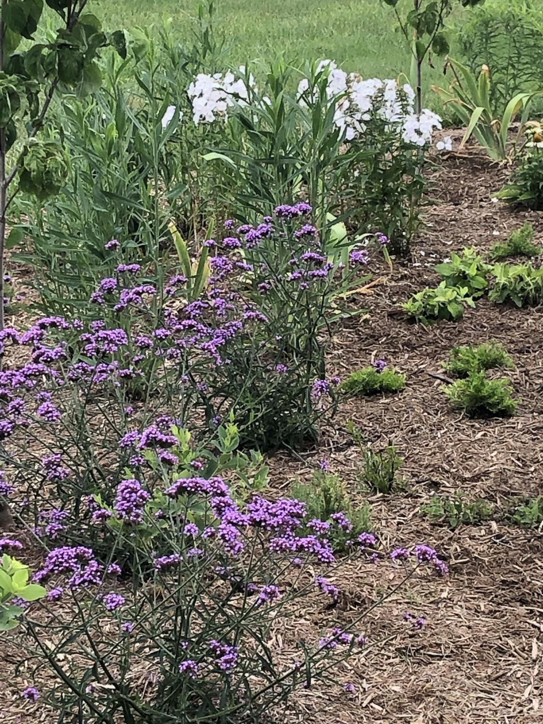 verbena with white phlox behind