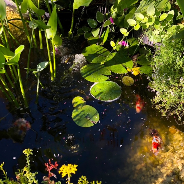 goldfish in a pond with lily pads