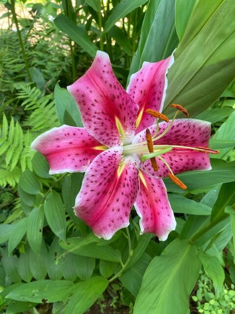 pink Stargazer lily