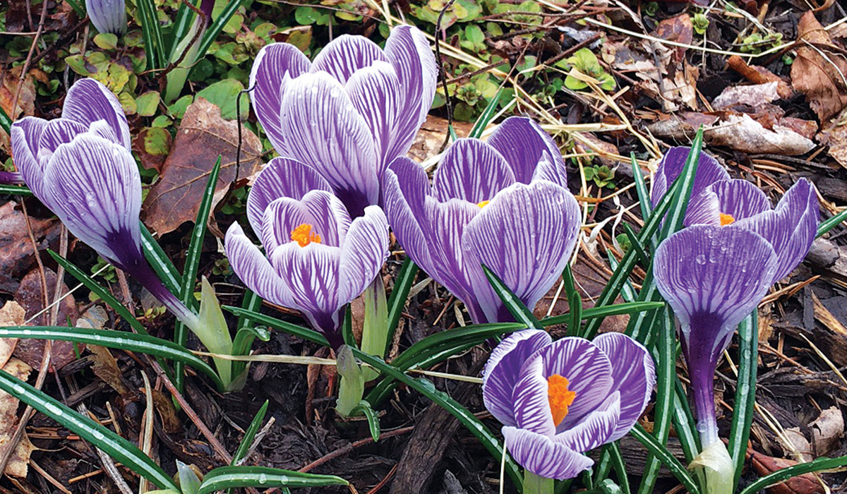 purple crocuses