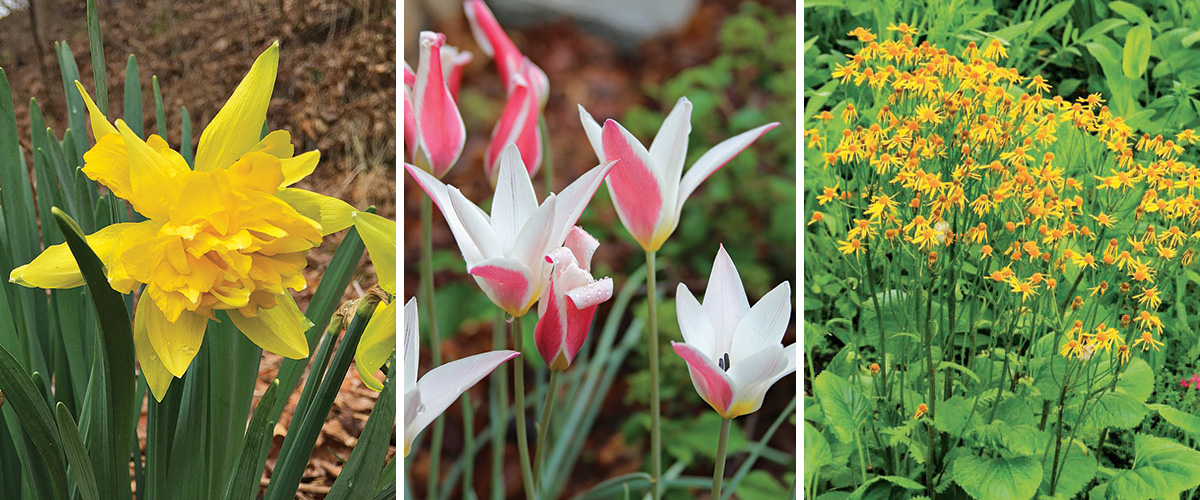 plants that bloom in april