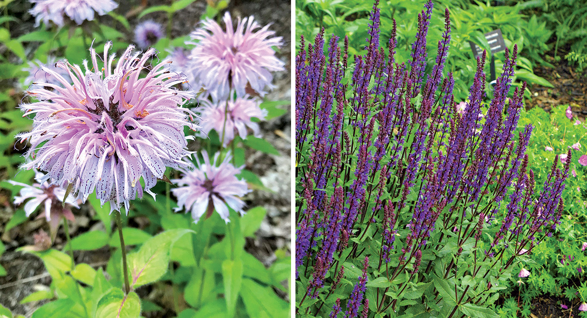 purple plants that bloom in may