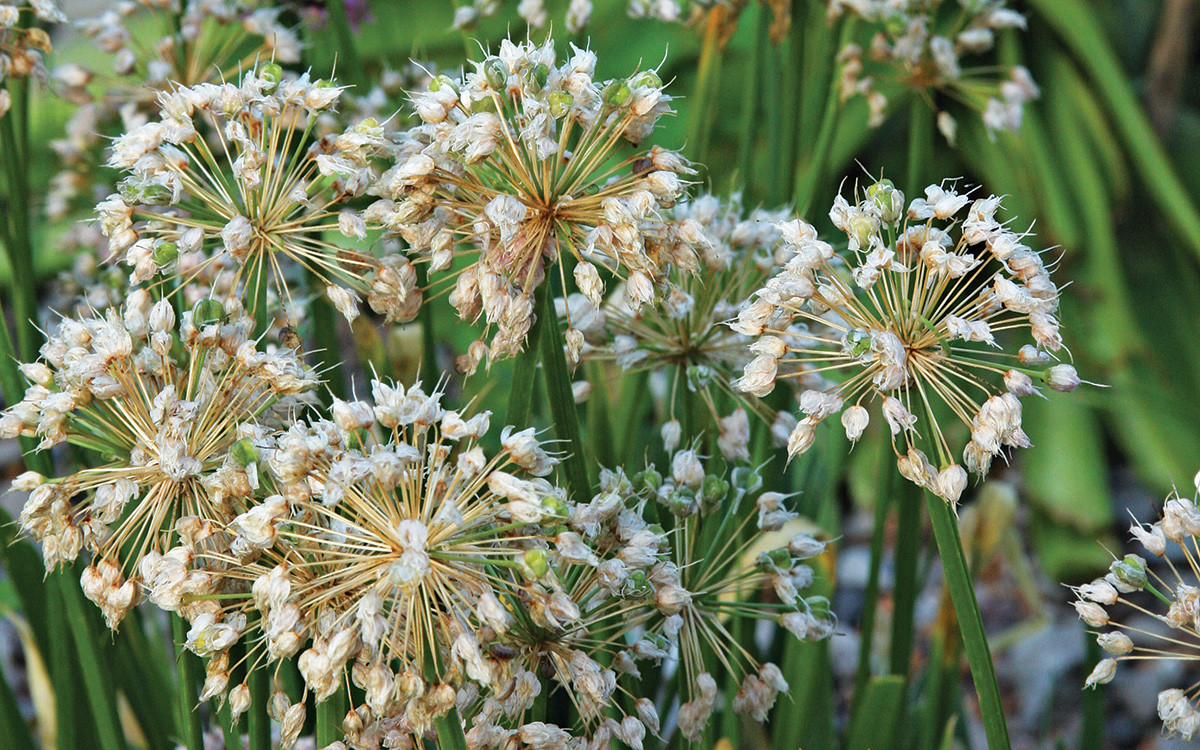 Millenium allium turning to seed