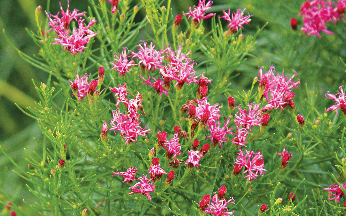 Iron Butterfly ironweed