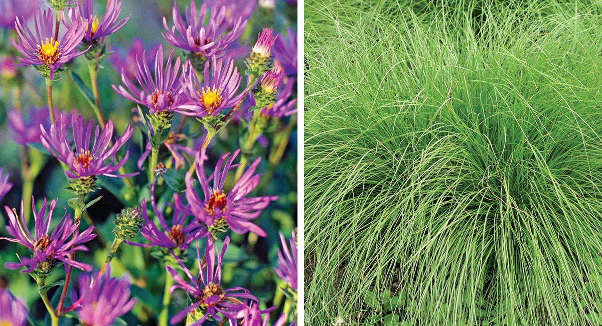 aster and prairie dropseed