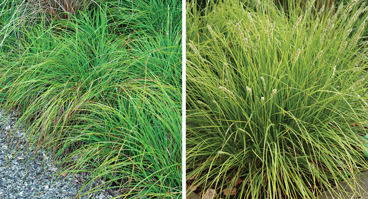 sedge and moor grass