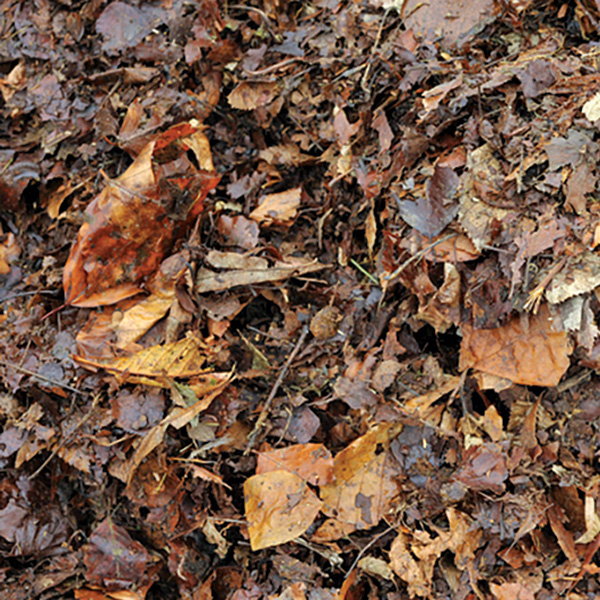 Leaf mold