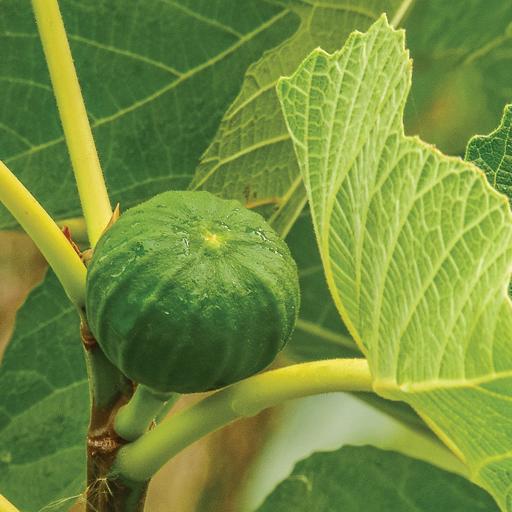 Want to Grow Figs? Try One of These Varieties FineGardening