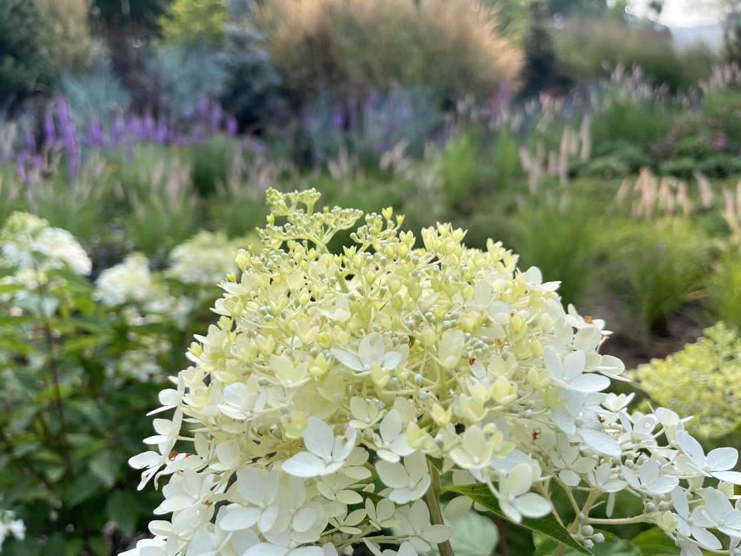 white panicle hydrangea