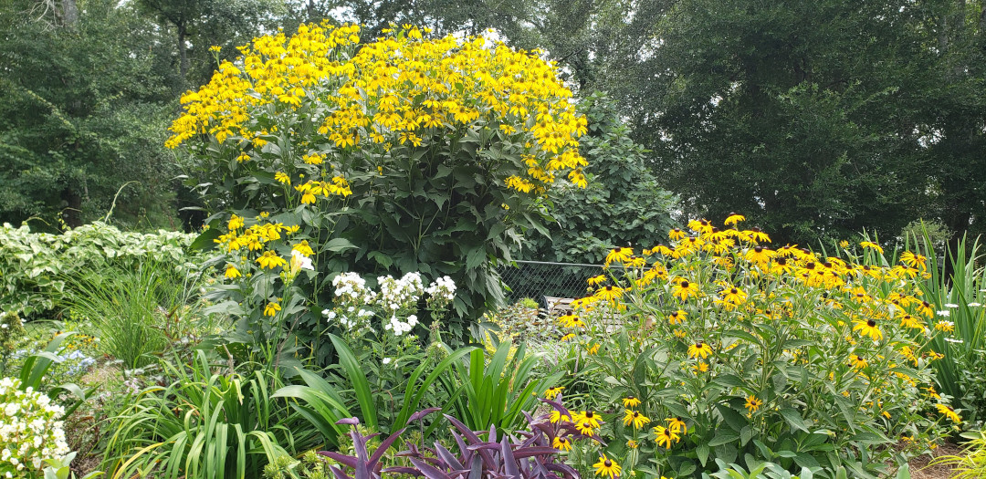 large masses of black-eyed susan in the garden