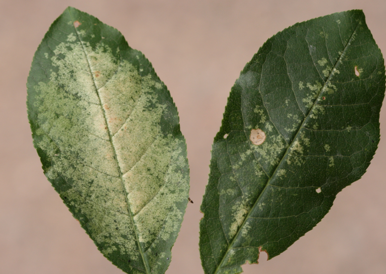 Pest Control for the Northern Plains Chrysanthemum Lace Bugs FineGardening