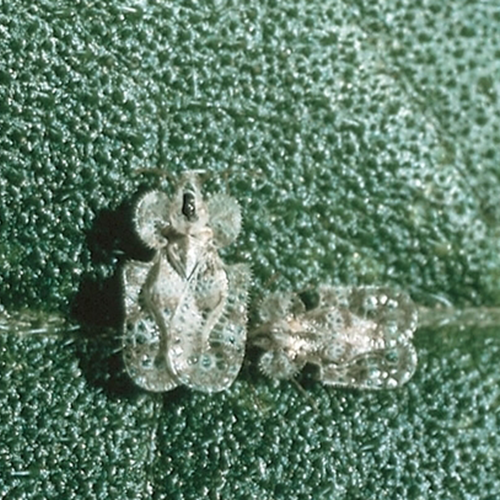 Chrysanthemum Lace Bugs FineGardening