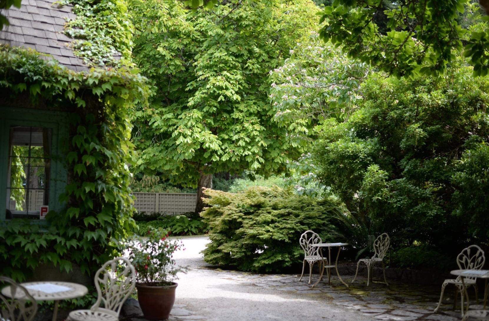 shady garden full of lush greenery