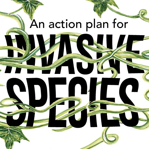 How to Get Rid of Invasive Plants FineGardening