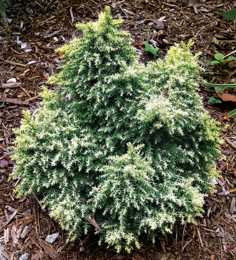 How to Grow Conifers in Containers FineGardening
