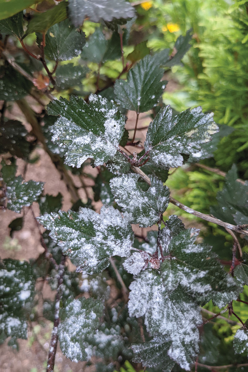 How to Grow and Care for Ninebark Shrubs FineGardening