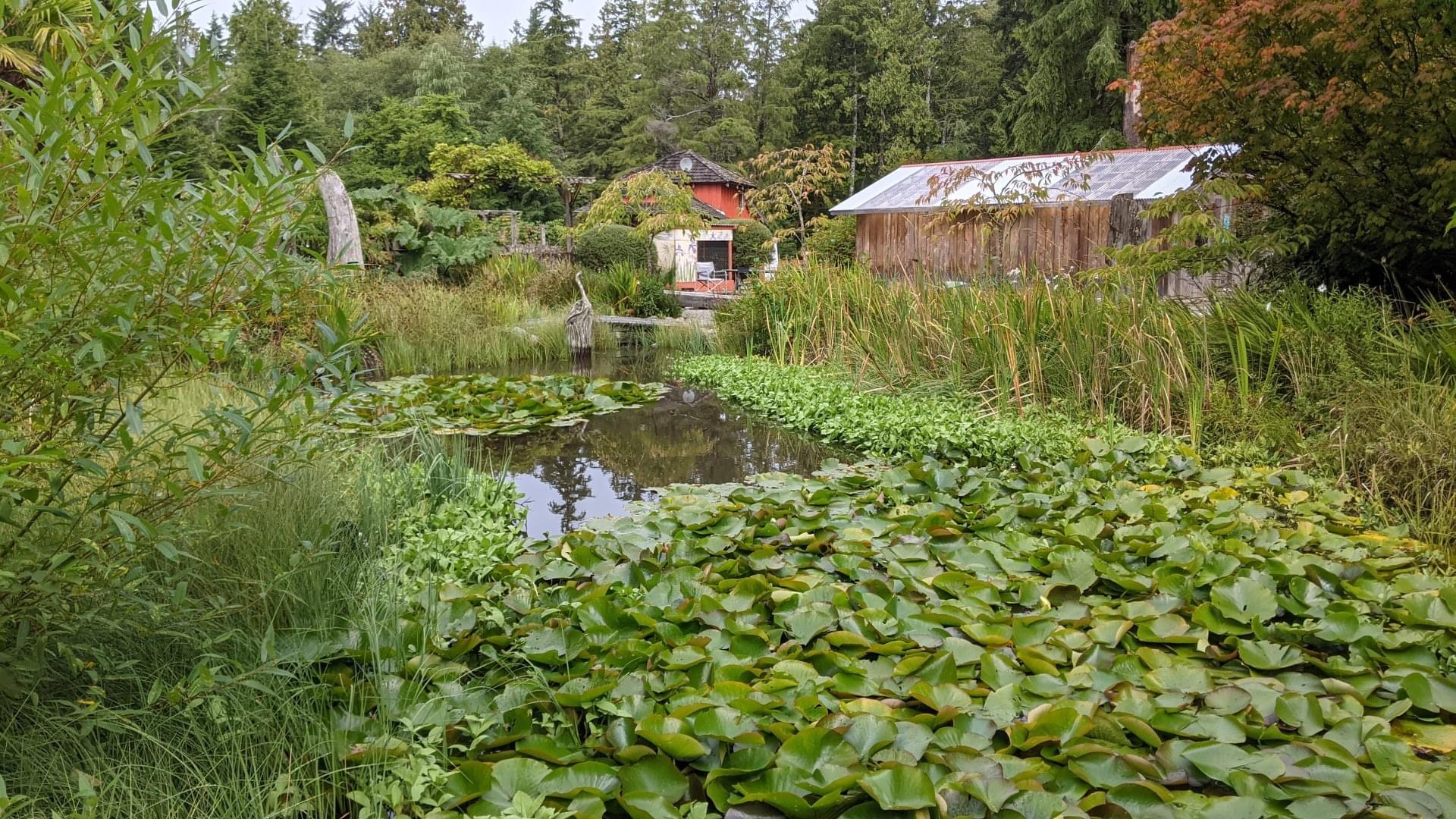 water garden filled with the leaves of countless waterlilies