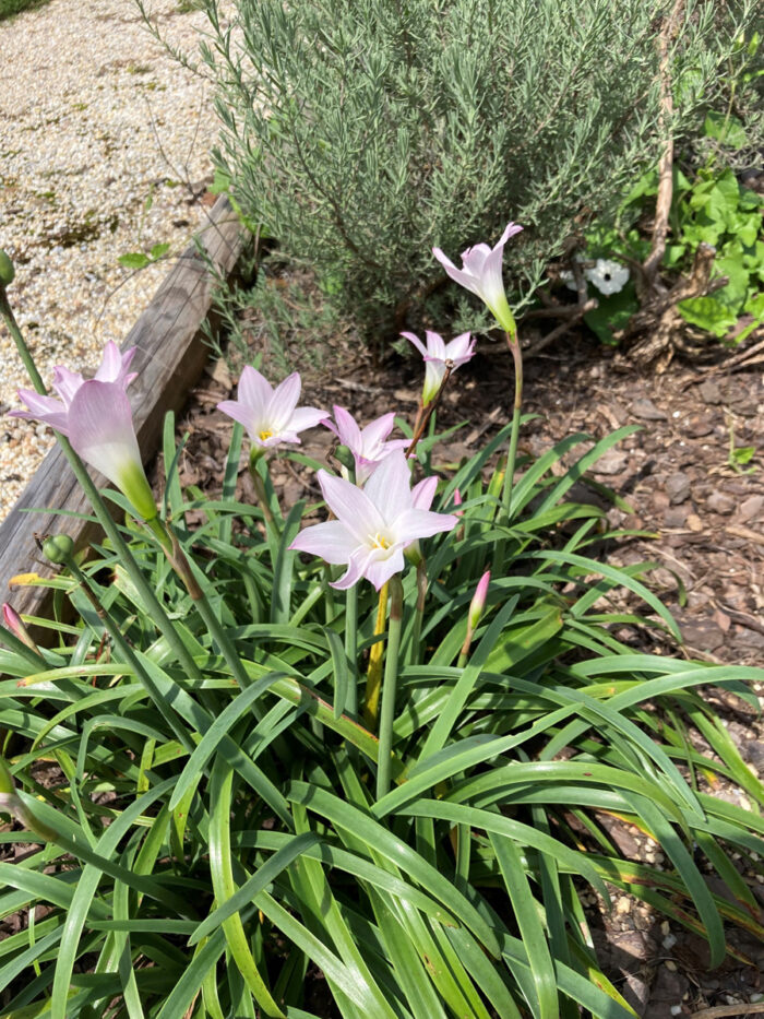 Standout Rain Lilies for the South and Beyond FineGardening