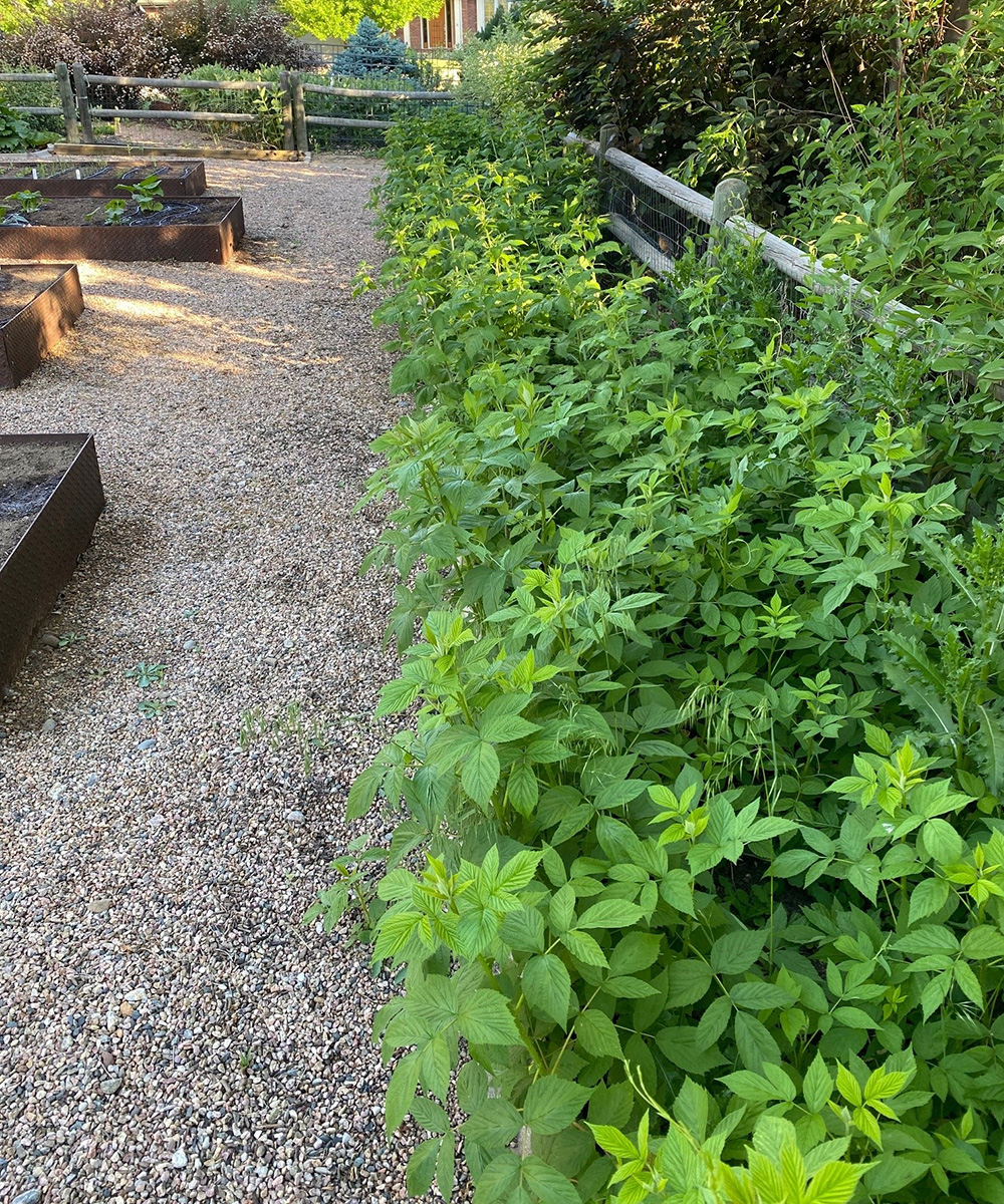 border of raspberry plants