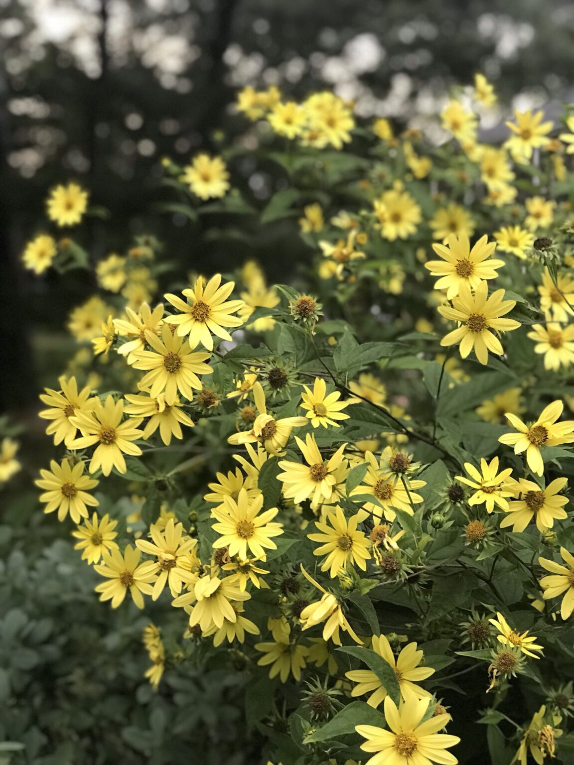 Dandelion House Garden FineGardening