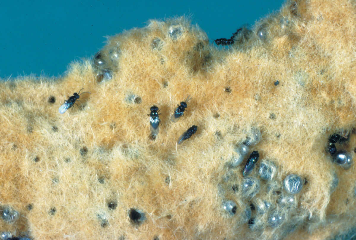 How to Attract Good Bugs to Your Garden Fine Gardening