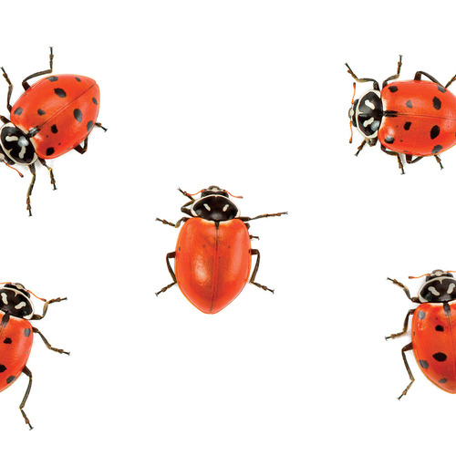 How to Attract Good Bugs to Your Garden Fine Gardening