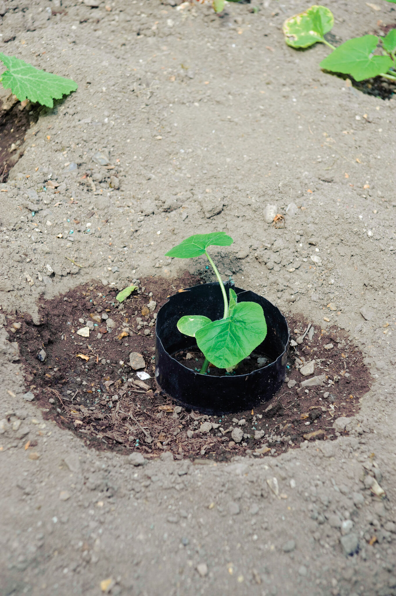 How to Get Rid of Cutworms in the Garden FineGardening