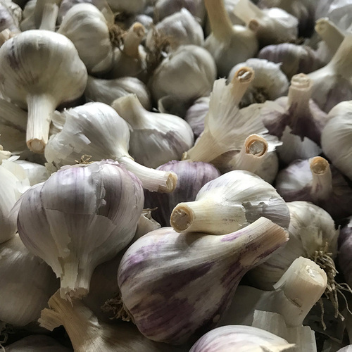 Growing Garlic in the Southeast - Fine Gardening