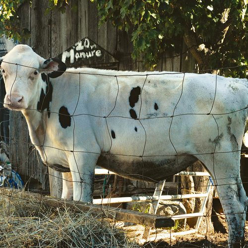 Vaca para producción de estiércol líquido