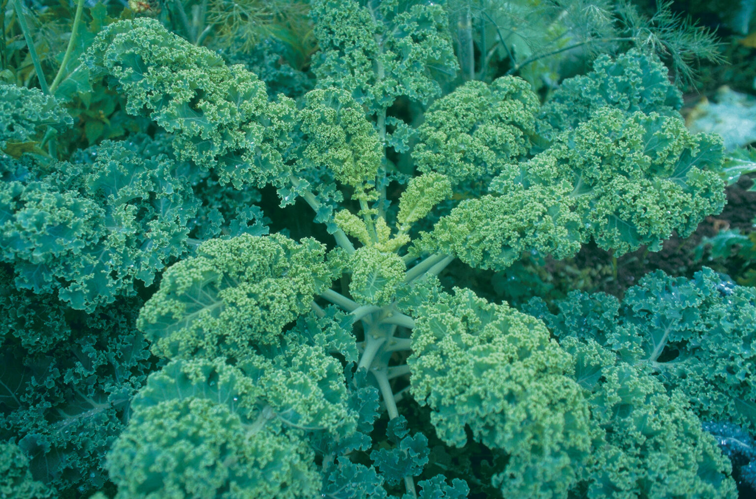 How to Grow Kale FineGardening