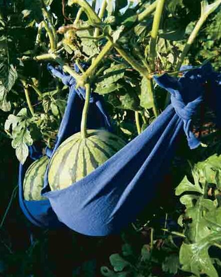 Las sandías simplemente descansan en hamacas. La fruta hinchada necesitará apoyo si está cultivando las vides en un enrejado. Una camiseta vieja es un cabestrillo perfecto.