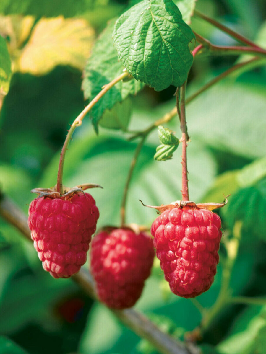 Old Cane Raspberry Follow These Steps to Grow the Best Sweet Raspberries - Fine Gardening
