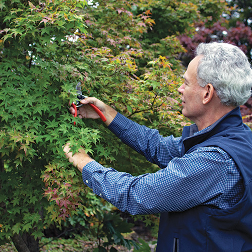 An Easy Approach to Pruning Japanese Maples Fine Gardening
