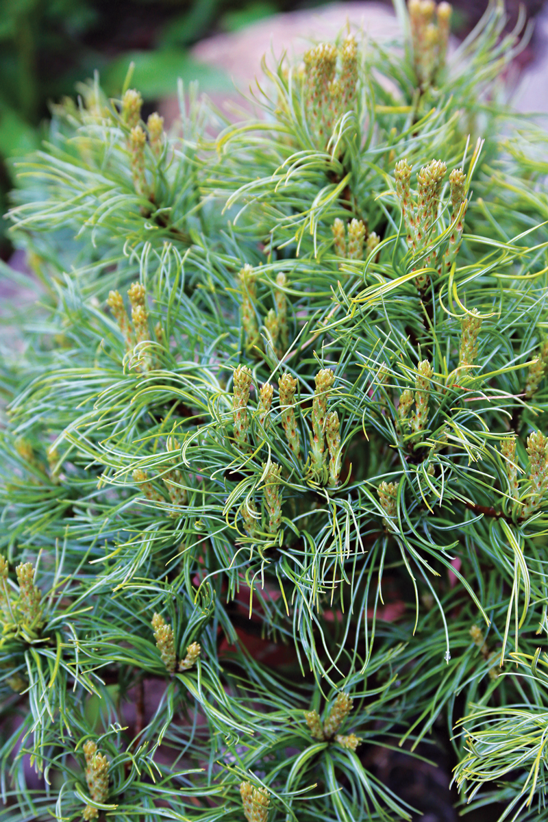 Mini Twists’ dwarf white pine
