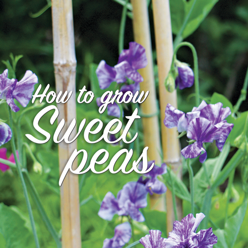 How to Grow Sweet Peas Fine Gardening