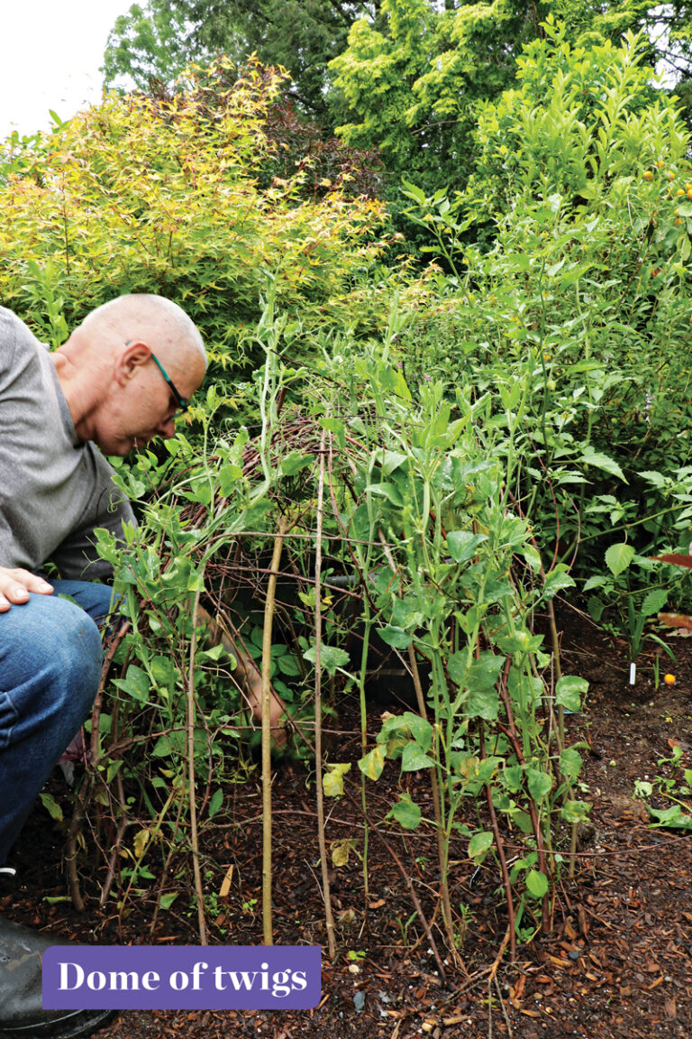 How to Grow Sweet Peas Fine Gardening